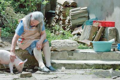 Un cerdo, estrella de nueva película mexicana