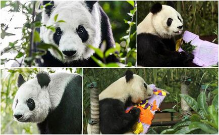 Festejan en Chapultepec a la panda más longeva del mundo