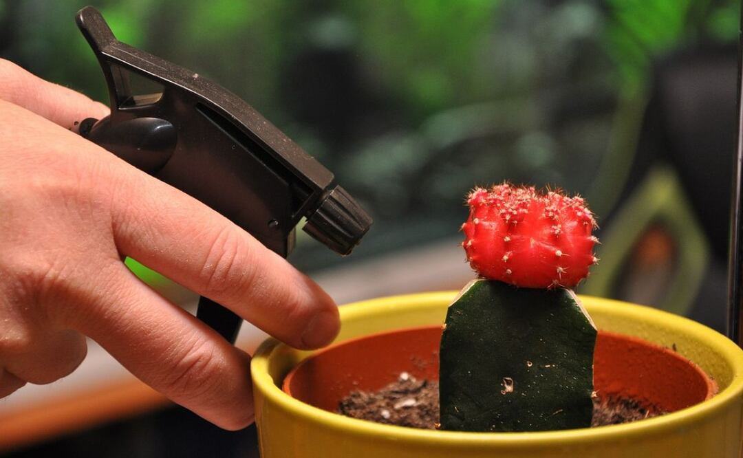 Riego de plantas. Fuente: Pixabay