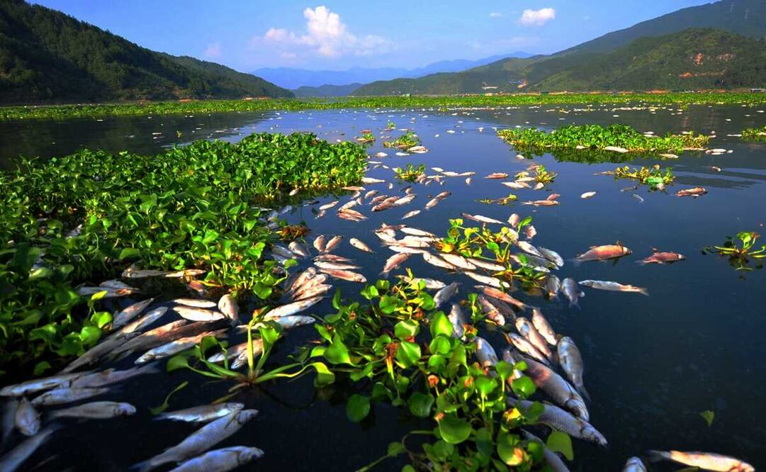 Los peces realizan olas una y otra vez hasta por 2 minutos. Foto: Xinhua/Wei Peiquan, archivo