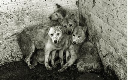 Policía capitalina podrá entrar a casas para rescatar animales maltratados