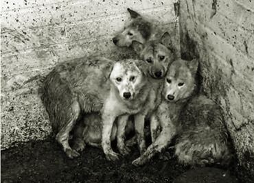 Policía capitalina podrá entrar a casas para rescatar animales maltratados