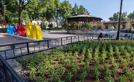 Renuevan jardines del Centro Histórico de Coyoacán; acciones se realizan con recursos públicos