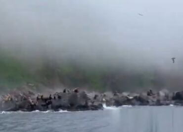 VIDEO: Captan momento en que leones marinos huyen del terremoto en Rusia; se lanzan al agua