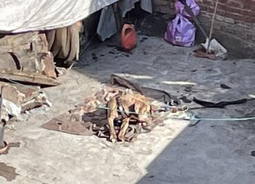 Denuncian abandono de lomito en la alcaldía Cuauhtémoc; lleva días en el sol y la lluvia, señalan