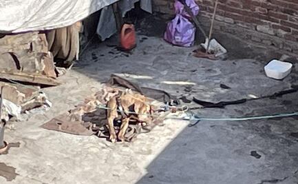 Denuncian abandono de lomito en la alcaldía Cuauhtémoc; lleva días en el sol y la lluvia, señalan