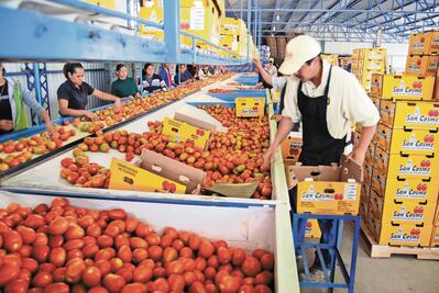 Decepciona a México que EU rechace acuerdo de jitomate; pone arancel de 17.5%