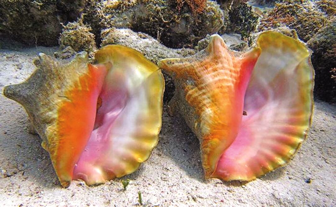 Foto: Archivo/ EL UNIVERSAL                                   