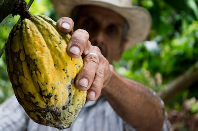 Día Mundial del Cacao: conoce todas las propiedades de este fruto