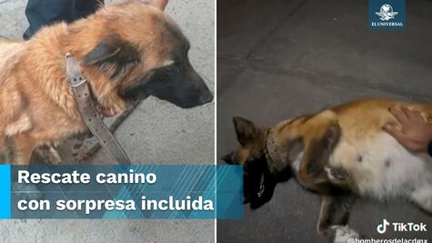 Rescatan a perrita embarazada y se queda con los Bomberos