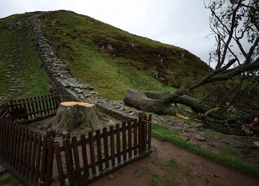 Acusan a dos hombres de talar el "árbol de Robin Hood" en Inglaterra, comparecerán ante un tribunal