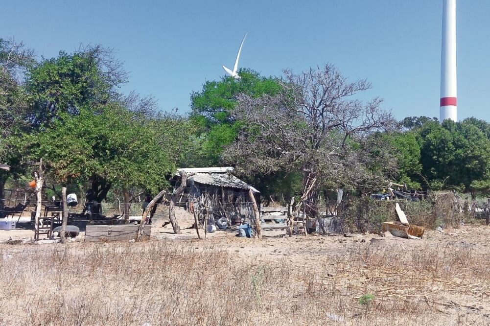Rancho ubicado en playa Vicente, en el sur de Juchitán, donde el 10 de enero sepultaron 10 vacas y un toro, muertos a consecuencia de la deficiencia alimentaria, según la Unión Ganadera Regional del Istmo de Tehuantepec (ALBERTO LÓPEZ. EL UNIVERSAL)