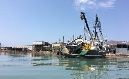 Sardine industries are polluting the Gulf of California