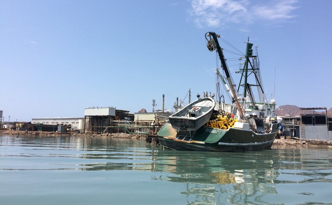 Usually found in the open sea, the sardine is a minor pelagic fish. Besides serving as food for sea mammals, other fish, and seabirds, its nutritional value is very important to human beings - Photo: Alejandro Rocha/EL UNIVERSAL