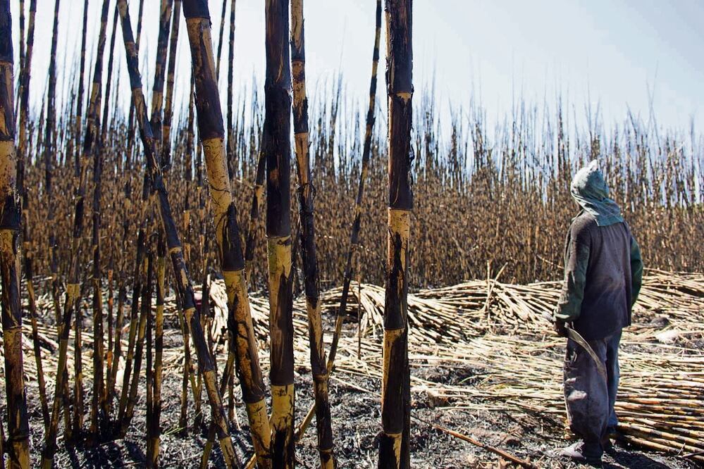 Además del acoso del crimen, los productores de caña también tienen en contra las condiciones del clima debido a la falta de lluvias, por lo que el rendimiento será menor. Foto: Especial