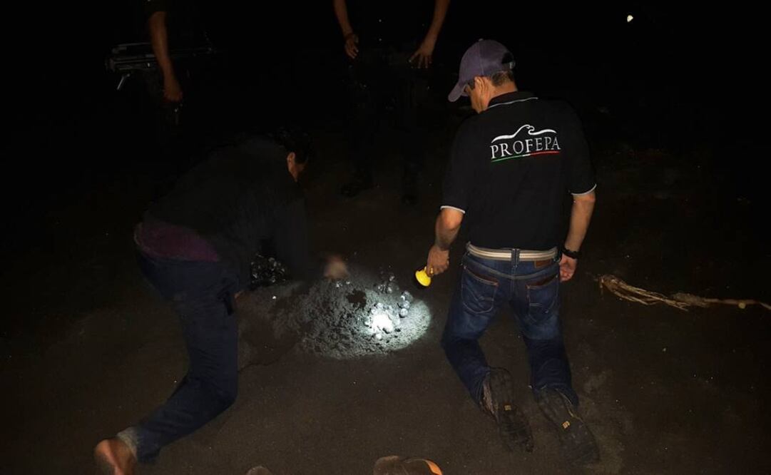 Foto: Profepa