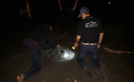 Rescatan 117 huevos de tortuga golfina en Colima