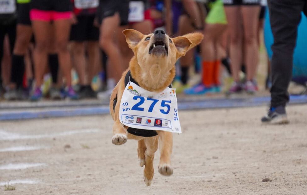 Chicles competía en maratones y era reconocido por siempre quedar en los primeros lugares, incluso entre participantes humanos. Foto: Pablito Fernández