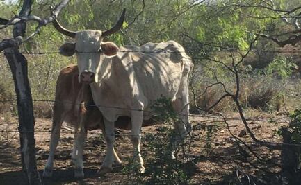 Carne infectada por gusano barrenador no representa riesgo, señala experto; pide cocción adecuada para garantizar seguridad