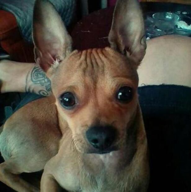 Ésta es la mejor manera de celebrar el Día Mundial del Perro