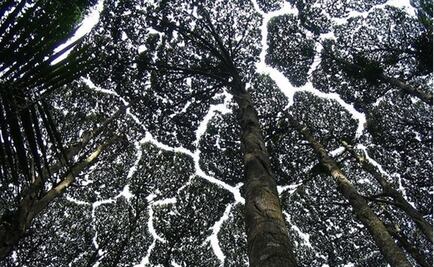 "La timidez de los árboles", un fenómeno tan curioso como fascinante