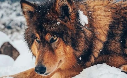 Influencers clonan a sus mascotas para no perder dinero ni seguidores