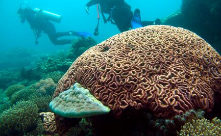 Arrecifes sufren igual por petróleo que por desarrollo urbano