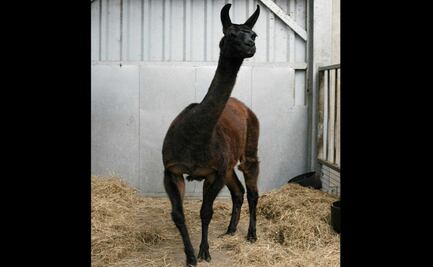 Una llama, centro de una investigación anticoronavirus en Bélgica
