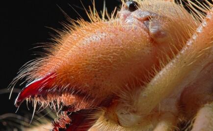 Fake news que "araña camello" coma carne humana