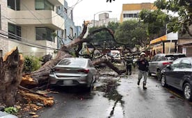 Lluvias provocan caídas de árboles en las colonias Del Valle Centro y Chimalistac; no hay personas lesionadas