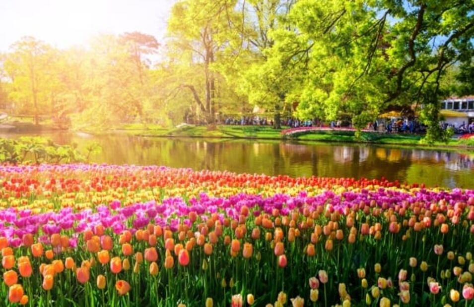 Ya abrió Keukenhof, el parque de tulipanes más espectacular de Holanda