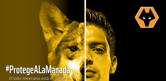 Raúl Jiménez y WWF lideran campaña para salvar al lobo mexicano