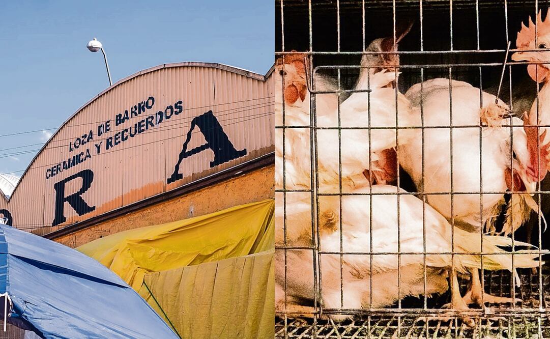 Locatarios del pasillo 1 del Mercado de Sonora coincidieron en que cambiar de giro no es una opción, pues regularizar la cédula tiene un costo elevado; Vicente, quien ofrece gallinas, dijo que lleva muchos años así. Fotos: Osmar Alvarado / EL UNIVERSAL