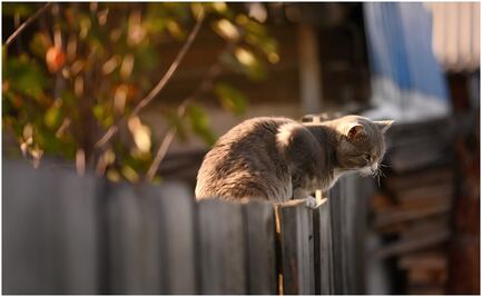 Residente de Florida asesina a su vecino porque su gato se metió a su patio 