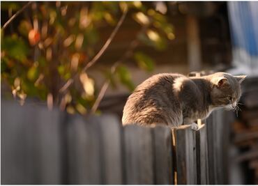 Residente de Florida asesina a su vecino porque su gato se metió a su patio