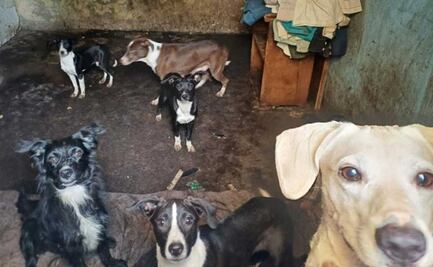 Rescatan a 18 perros y hallan 7 lomitos muertos en una casa de la GAM