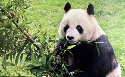 Tras muerte de Shuan Shuan, analizan traer a otro oso panda al Zoológico de Chapultepec