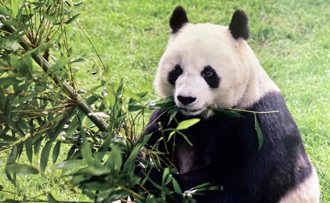 Foto: Sedema/ El Universal/ Shuan Shuan murió a los 35 años de edad