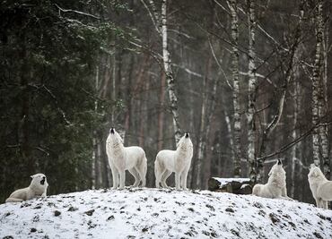 Hombre abandona a su familia para ir a vivir entre lobos por 7 años