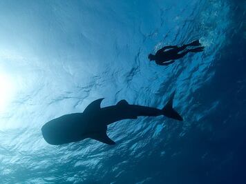 Estudio revela que los grandes tiburones también pueden ser cazadores entre sí