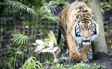 Tigre de Sumatra ataca a cuidadora en zoológico de Topeka, EU