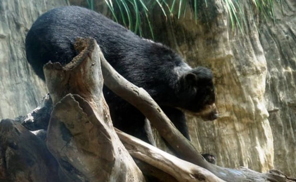 ¿Por qué el oso “Chucho” ha generado polémica en Colombia?