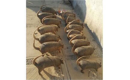 Detienen a dos que trasladaban cocodrilo en Acapulco