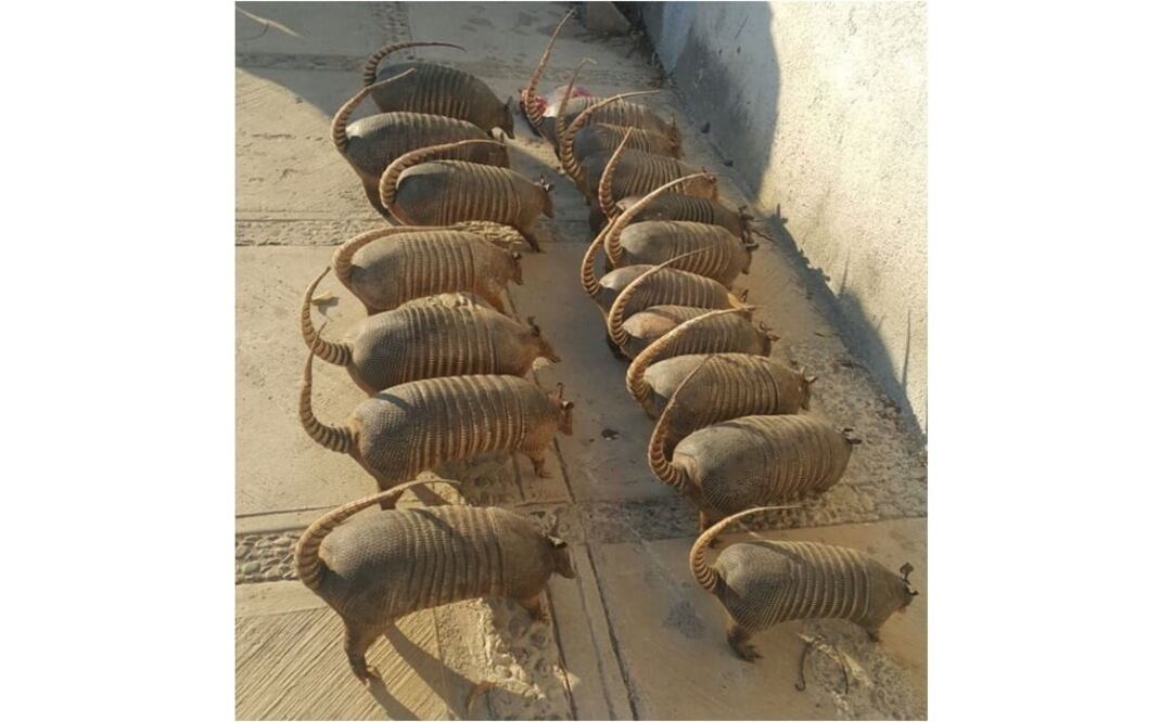 Detienen a dos que trasladaban cocodrilo en Acapulco