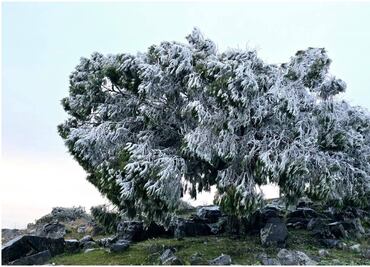 Helada deja bellas postales en la Sierra de Ciudad Victoria, Tamaulipas; reportan sensación de 3 grados bajo cero