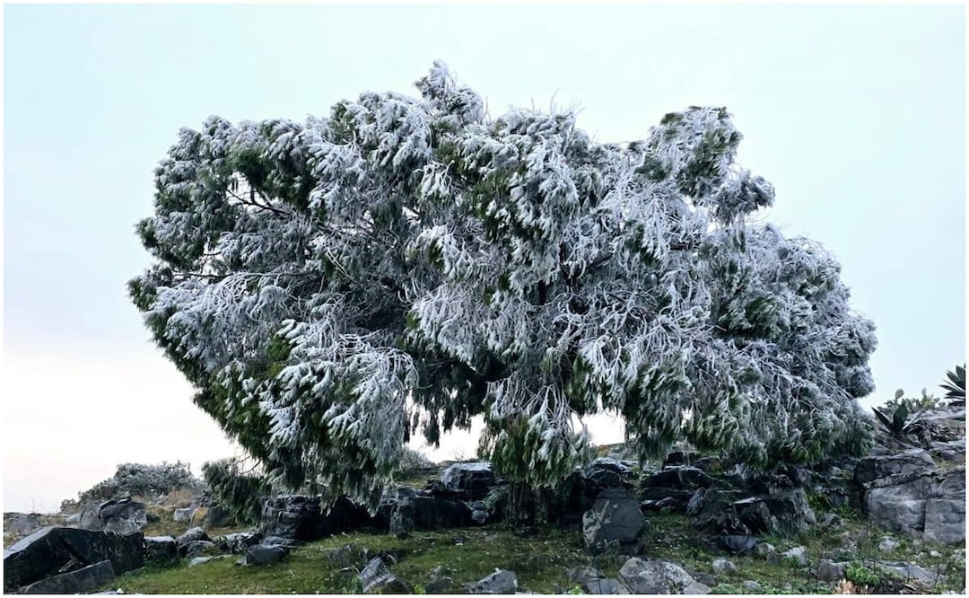La vegetación de las áreas más altas y cercanas a Ciudad Victoria, se cubrió de hielo por el frío (11/01/2025). Foto: Especial