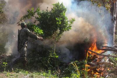 Destruyen plantío de marihuana en La Huacana
