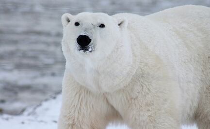 Oso polar ataca a habitantes de un pueblo de Alaska y deja dos muertos 