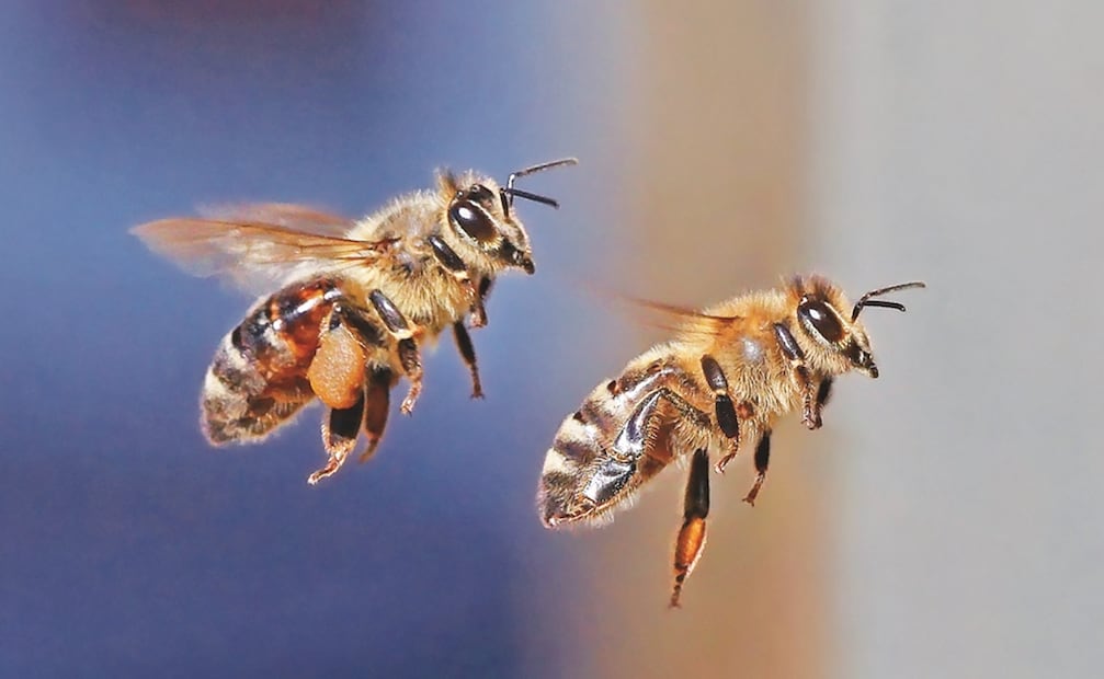 Ataque de abejas. Foto: Archivo EL UNIVERSAL