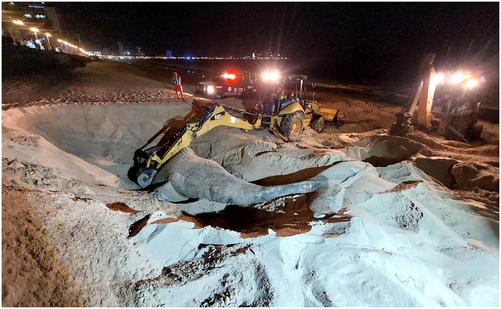 Hasta el momento se desconocen las causas de la muerte de esta ballena de más de 9 metros (9/01/2025). Foto: Oficial
